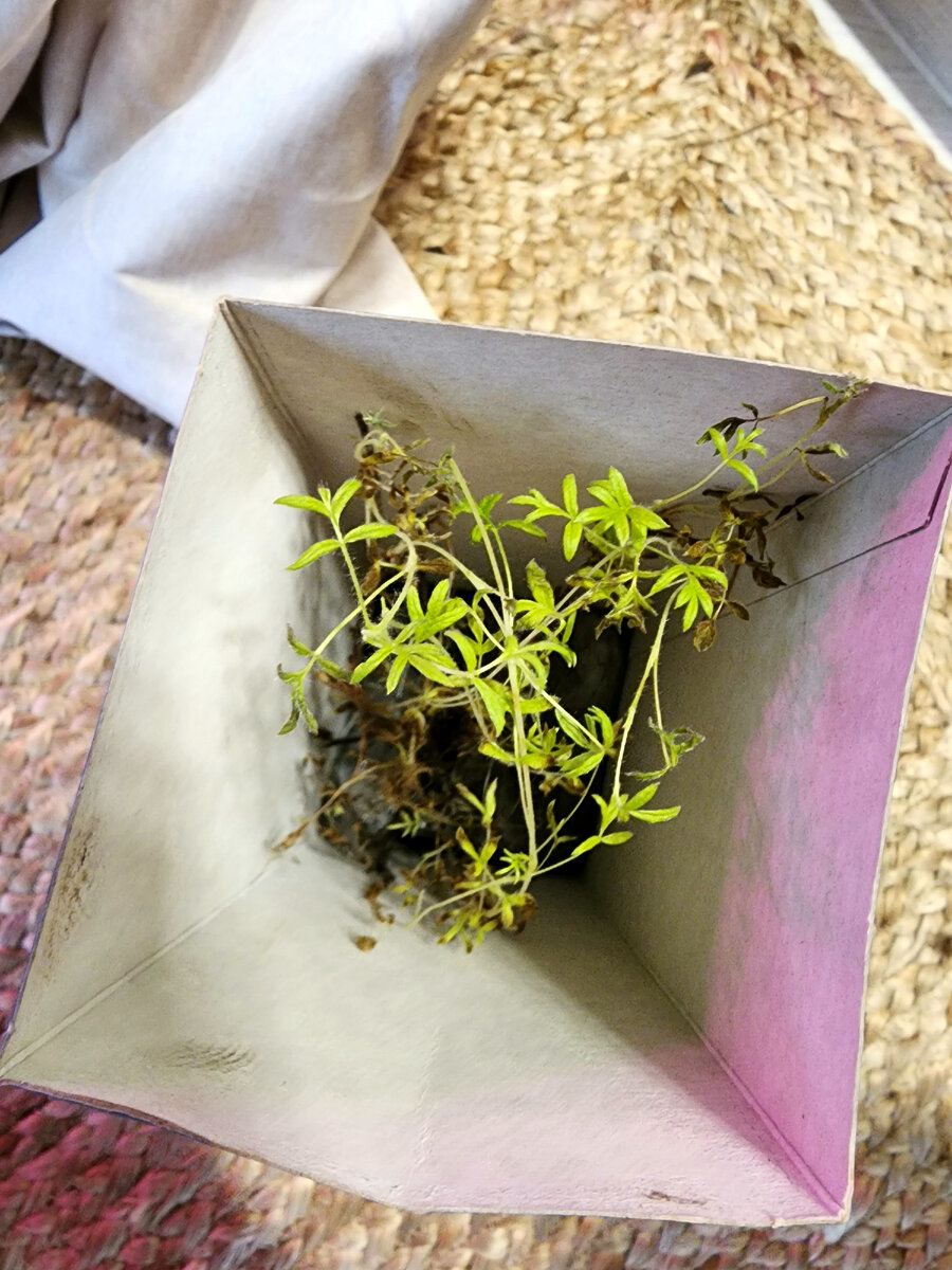 Внутри всё живое и зеленое) и листики вроде похожи на те, что нарисованы на коробочке