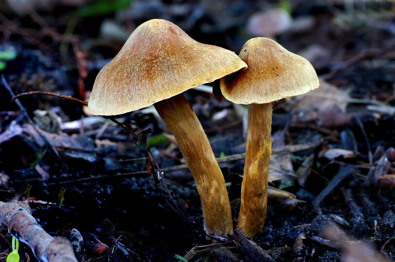     ФОТО: RU.FREEPIK.COM