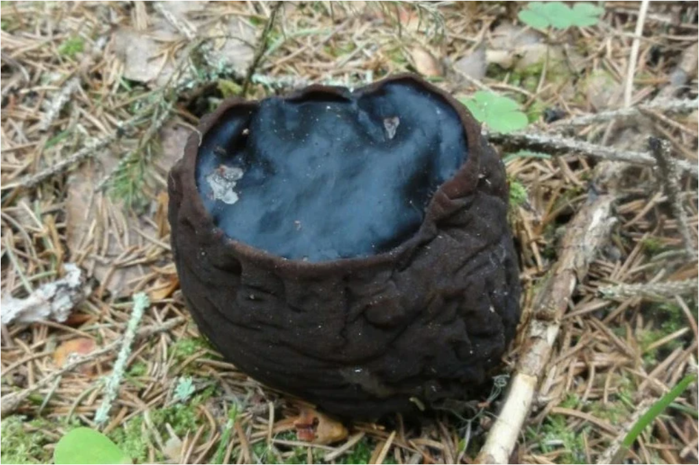 Саркосома шаровидная, гриб из Красной Книги РФ