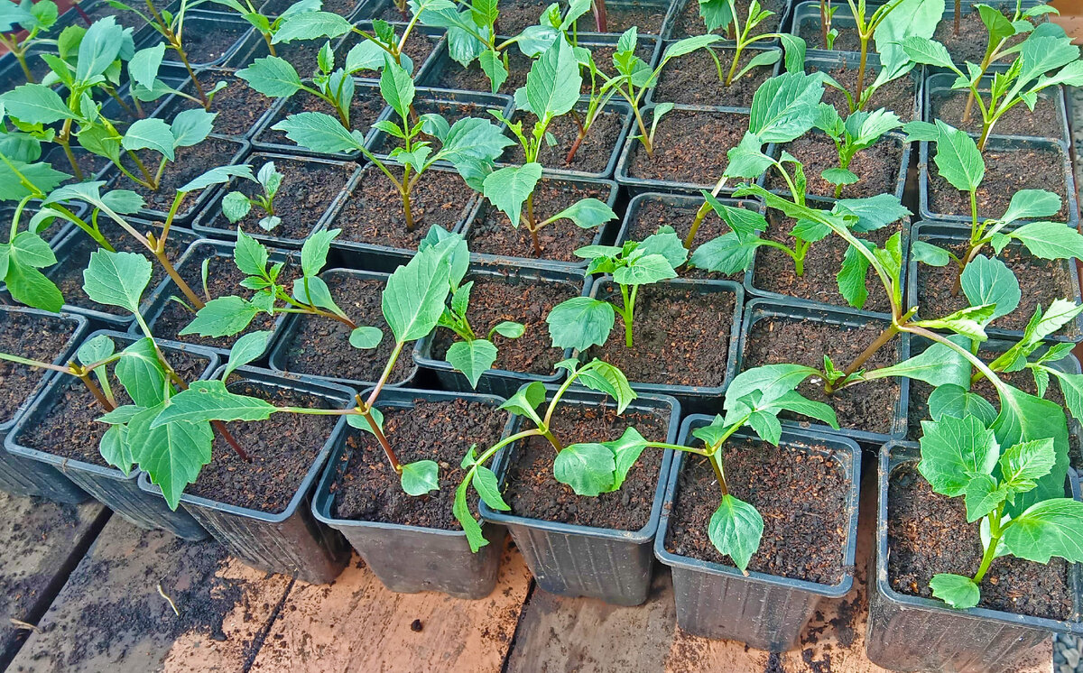 Стебель георгина может достигать до 2,5 метров