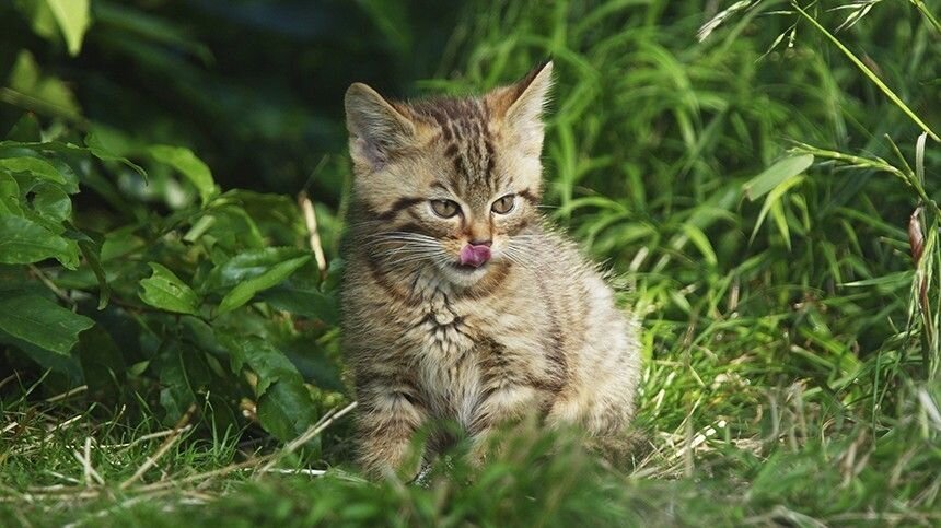 Клещи — опасные паразиты, которые питаются кровью животных и могут распространять серьезные заболевания. При первых симптомах поражения надо принять срочные меры. Фото: www.globallookpress.