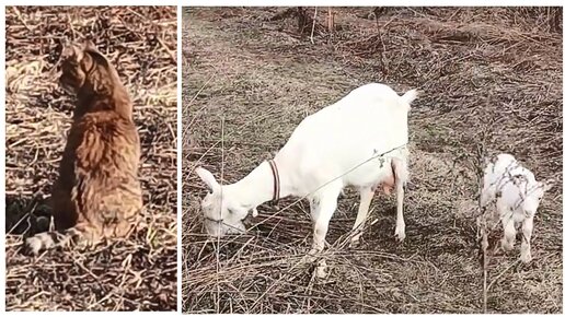Турецкий город коз и кошек. Избивают животного козла. Коза видео. Коза и кошка. Человек без козы.