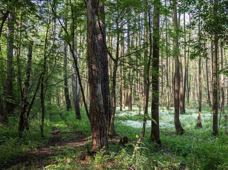 Томилинский лесопарк фото