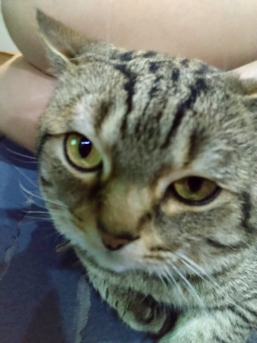 Кот Пупс, 9 лет.