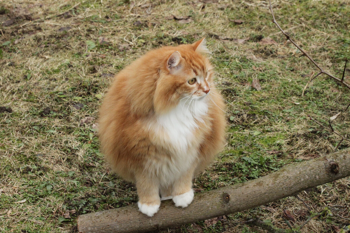 🐱 Кот-террорист появился у нас. Мои кошки в шоке | Коты&Люди | Дзен