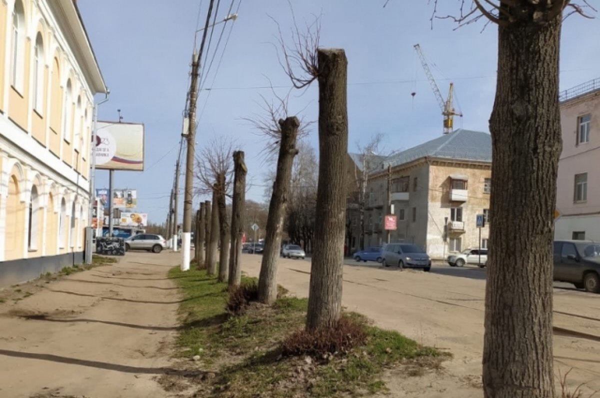    Жители Твери пожаловались на обрезку деревьев на улице Спартака