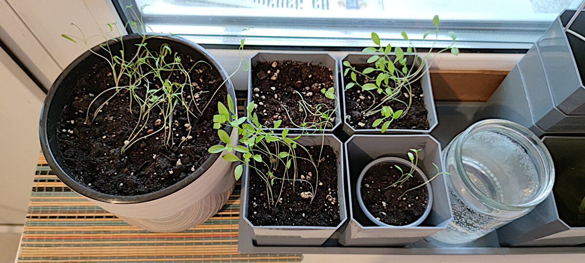 #укроп да #петрушка