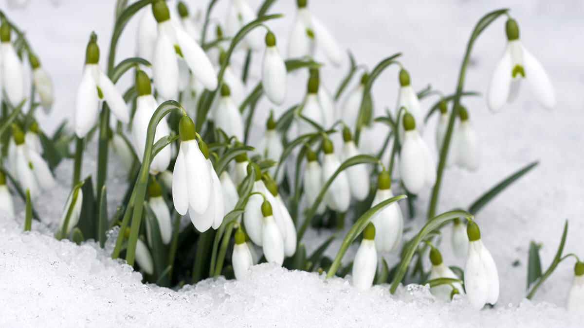 Фото: https://cdn.profile.ru/wp-content/uploads/2022/02/Podsnezhnik.jpg