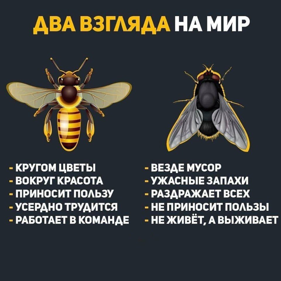 Картинка муха и пчела два взгляда