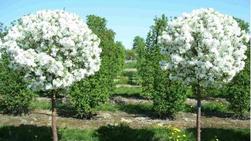 Декоративная яблоня