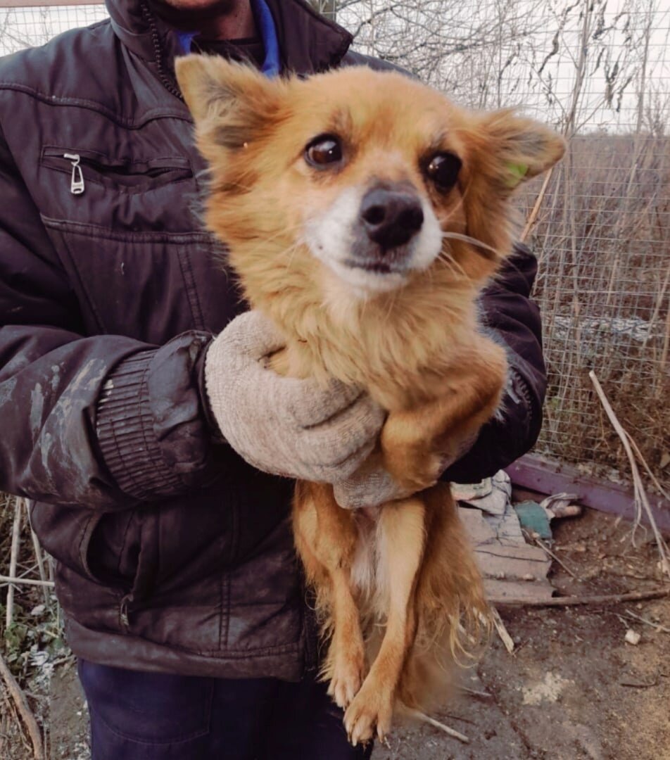 Вот первое фото Алисы с отлова