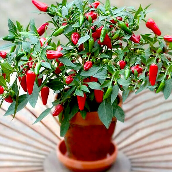 Это чудовище только с виду красивое (фото из открытых источников)