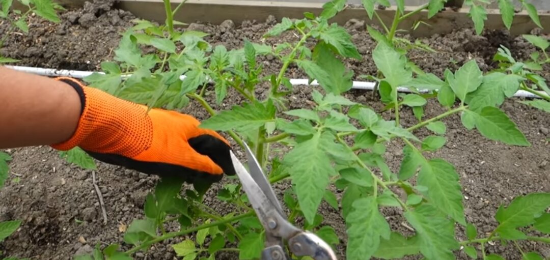 Не пасынкуйте томаты, пока не прочитаете эту статью.