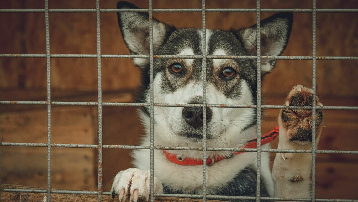    Регионы России, в том числе Ростовская область, могут получить право на усыпление бездомных собак, соответствующий законопроект рассмотрит Госдума.