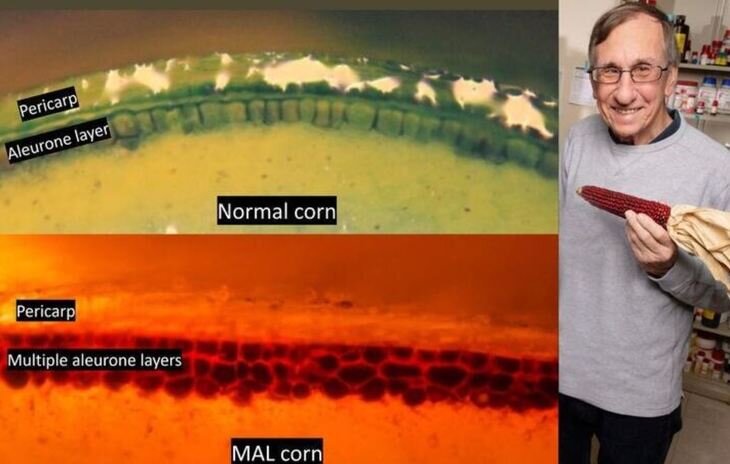    Увеличение алейроновых слоев в зерне кукурузы как новое направление в селекции