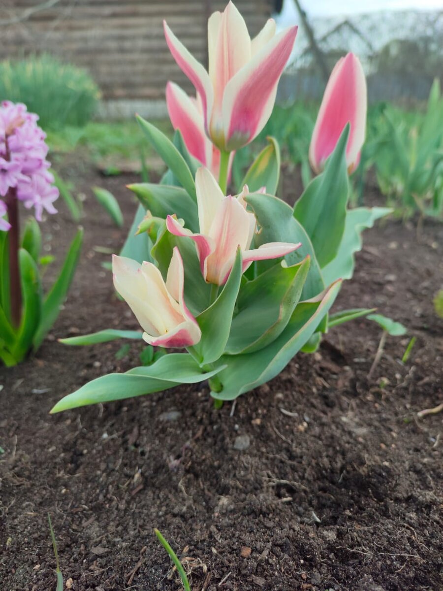 Фото автора "Тюльпан"