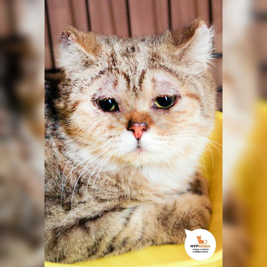 Кнютта нашли на улице.