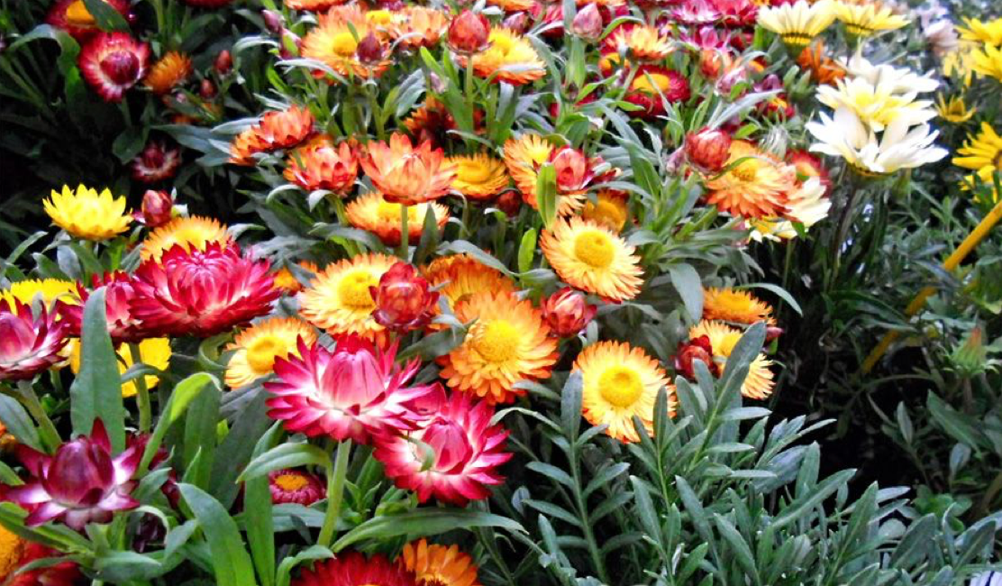 Гелихризум фото цветов на клумбе однолетний