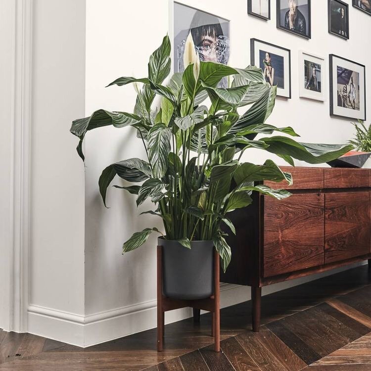 Спатифиллум 