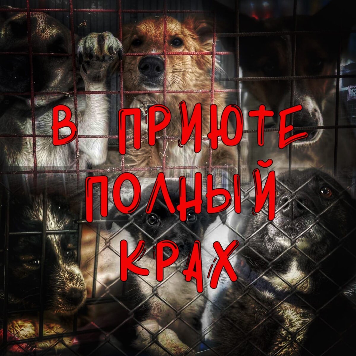 Приюту нужна ваша помощь