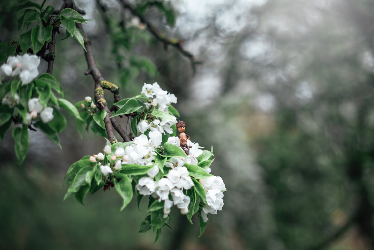 Цветущая яблоня и вдохновение утреннего дождя | Глазами фотоохотницы | Дзен
