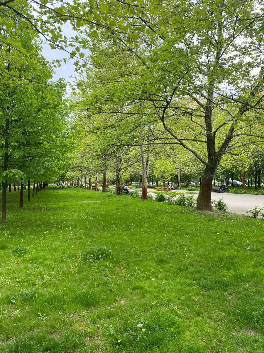 Юбилейный микрорайон Краснодара уже весь зеленый)