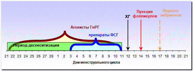 Какие протоколы ЭКО бывают?