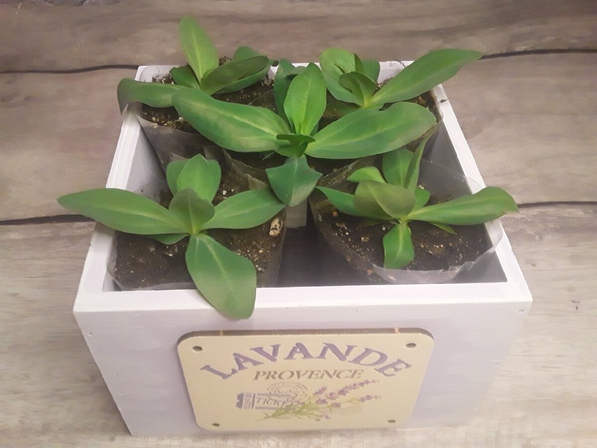 Эустома - три месяца от посева