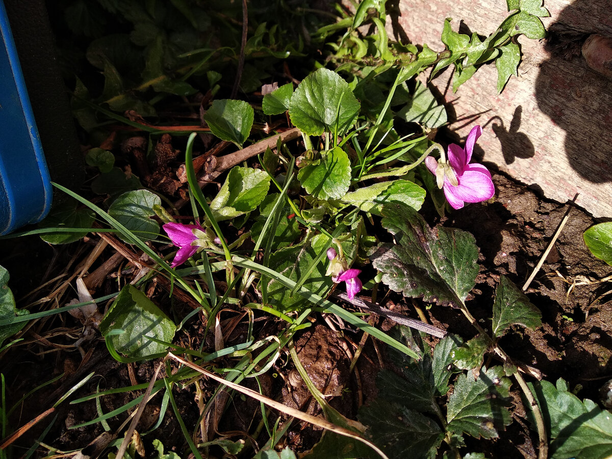 Фиалка сестринская Рубра (Viola Rubra) ???