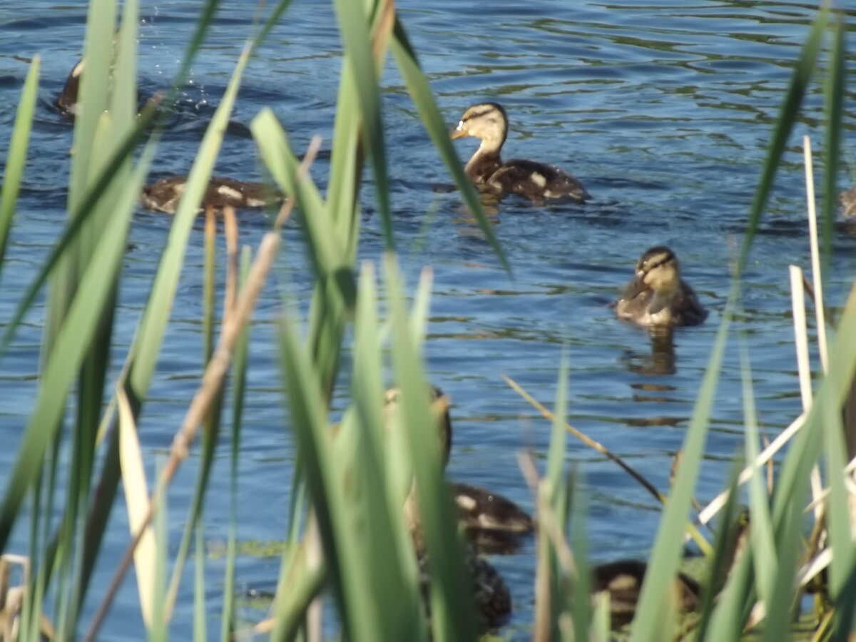 Клава многодетная мать, второй год выводок 12 утят