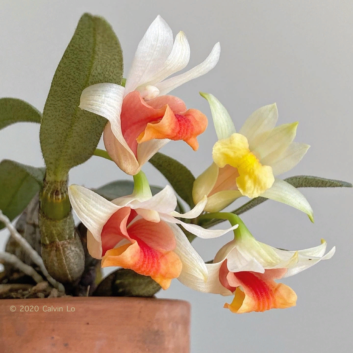 Орхидея дендробиум: фото, описание, сорта, особенности разведения и ухода - биржевые-записки.рф