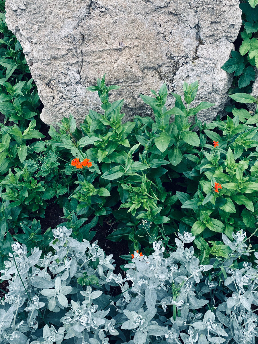 Посадки прошлого лета - Лихнис, выращенный из семян, и декоративная полынь.