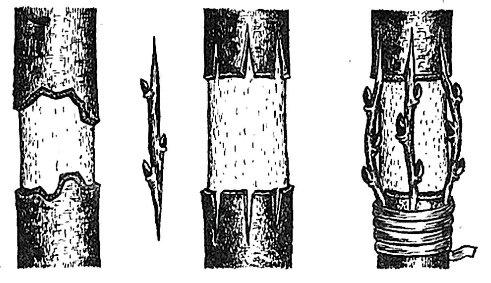 Прививка мостиком. Не совсем верный рисунок - почки на черенках должны быть оборваны.