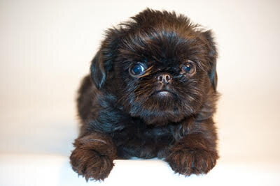 щенок бельгийского гриффона