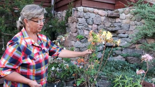 ОБРЕЗКА РОДОДЕНДРОНОВ-вечнозеленых и листопадных-2021-ИЮНЬ- | САД ...