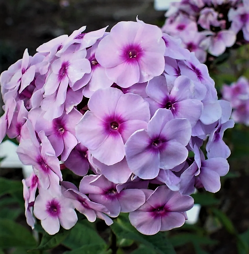 Флокс метельчатый phlox paniculata. Флокс метельчатый Адинда. Флокс метельчатый Брайт айз.