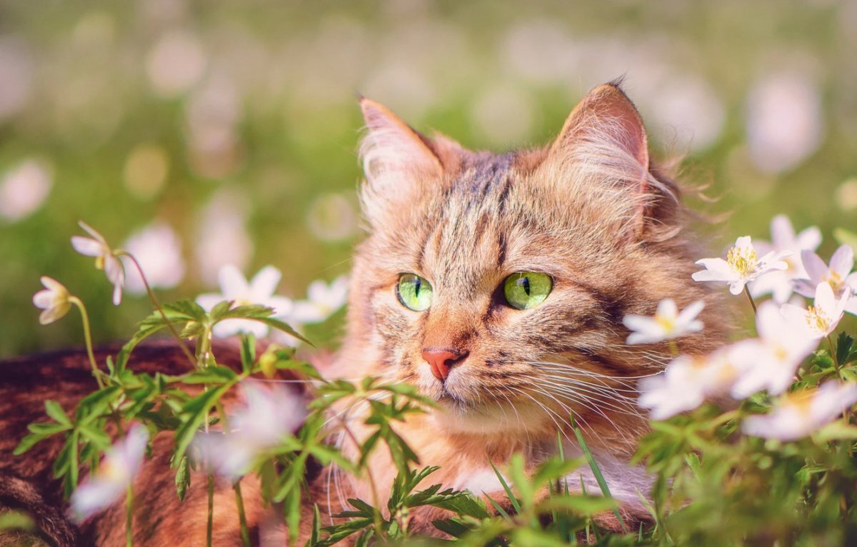 Лето с котиками фото