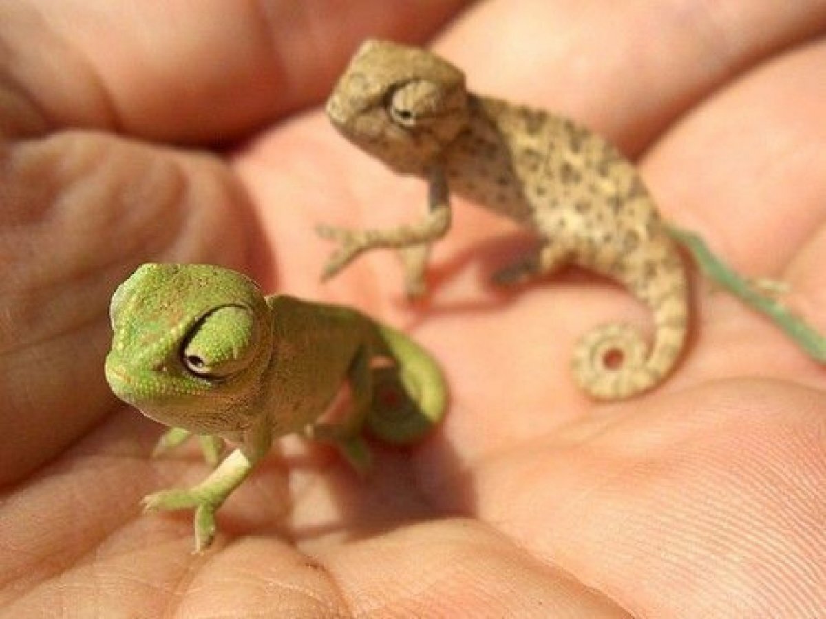 Карликовый геккон (Sphaerodactylus ariasae)