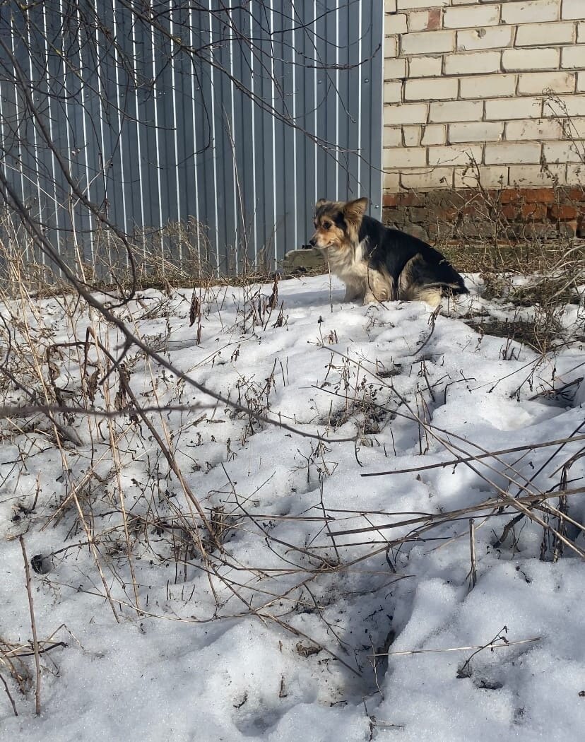 Приехали в отлов спасать собаку с щенками, но всё пошло не по плану. И мы  остались только с щенками...без собаки | Хочу Домой. Спасение животных |  Дзен