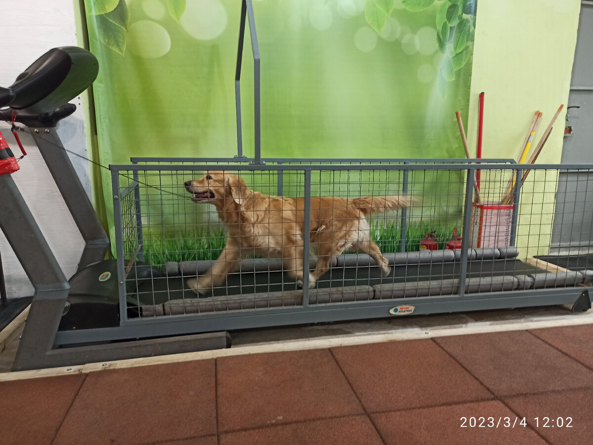 Беговая дорожка это и труд, и расслабление. На ней собака расслабляет мозг, совершая телом однообразные движения всем телом. 