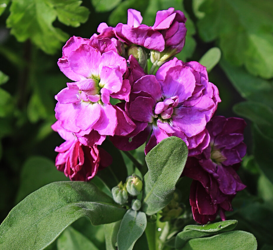    Левкой седой. Фото Зинаиды Федоровой