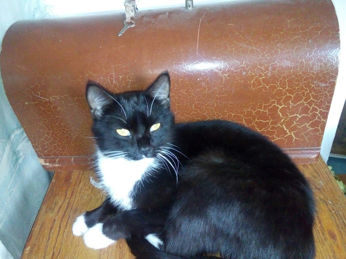 Фото автора: кот Баюн