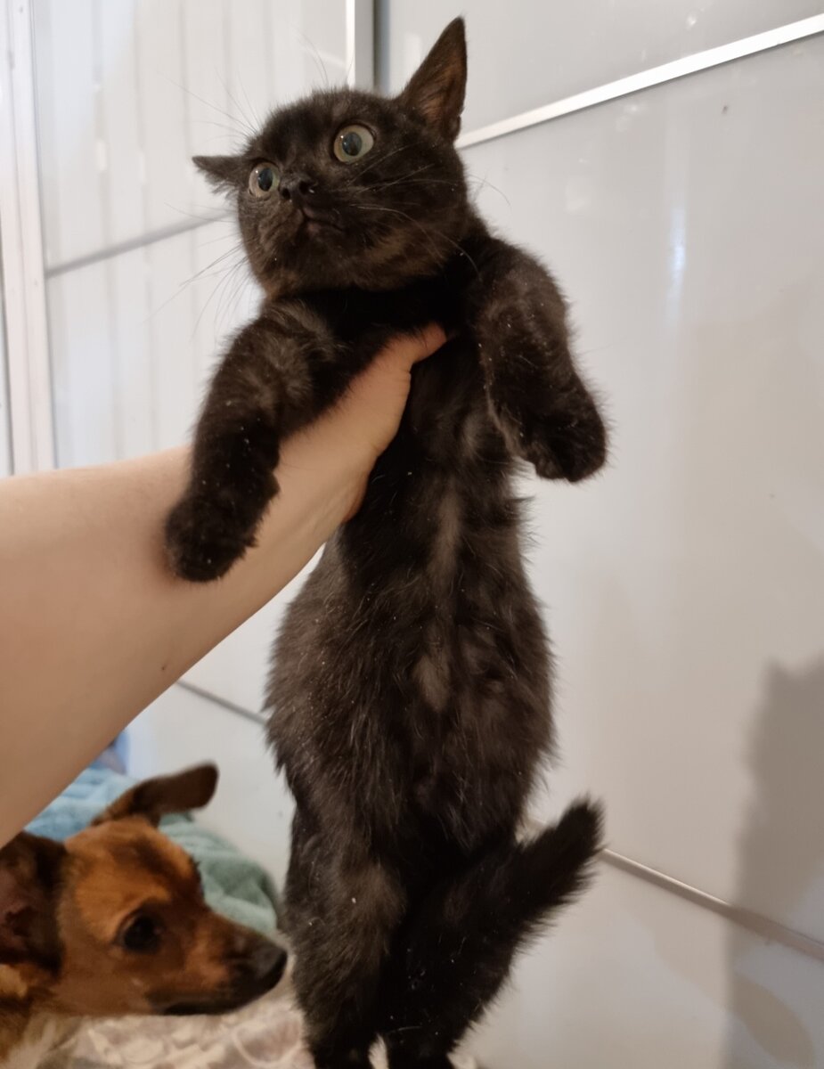 Вот такой он приехал, с жидкостью в животике.