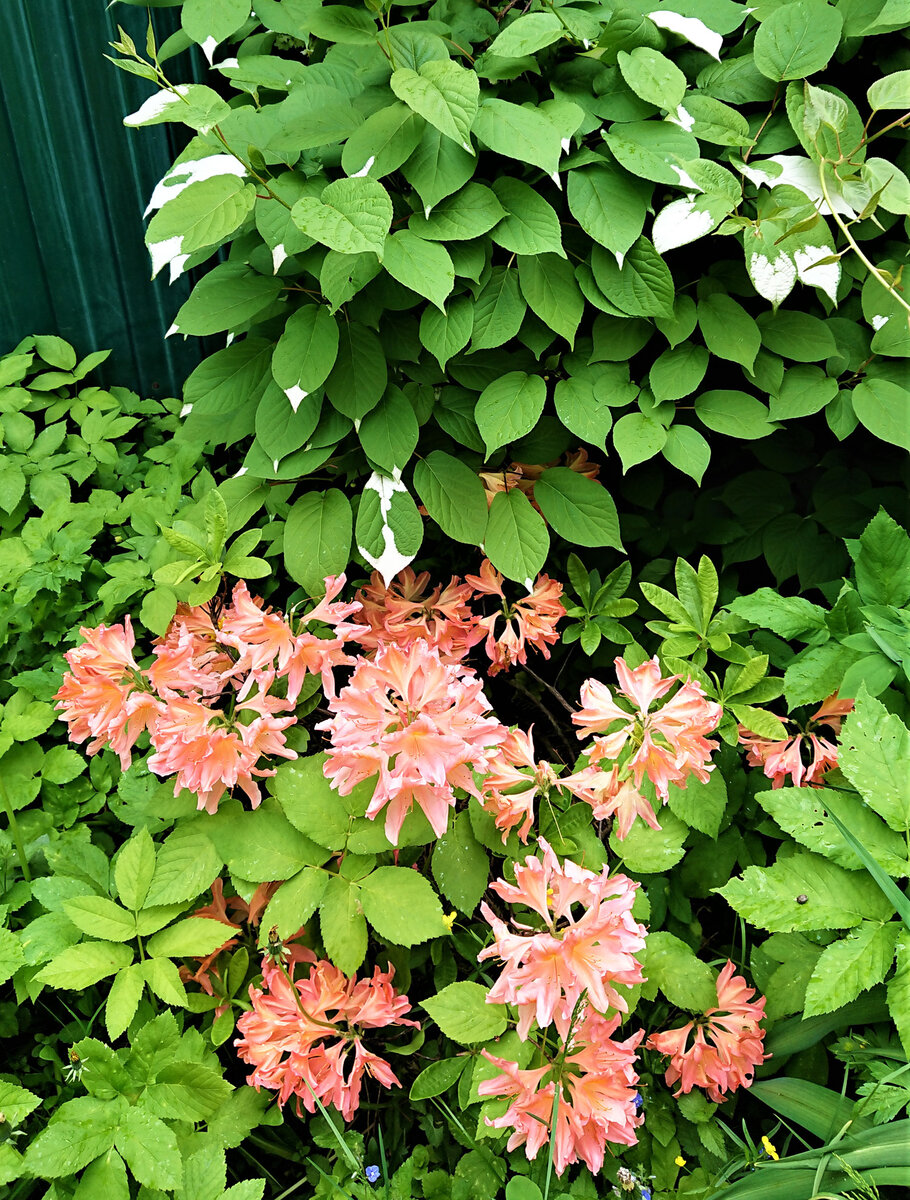 Рододендрон листопадный Лососёвый, листайте дальше >>