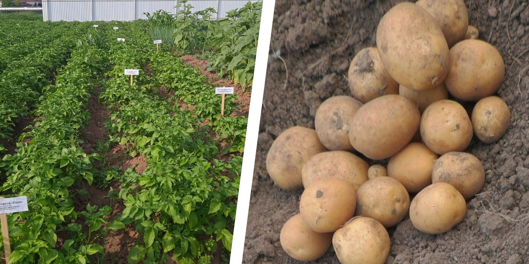 Соберёте 16 кг картофеля вместо 10, если перед посадкой обработаете клубни триходермой