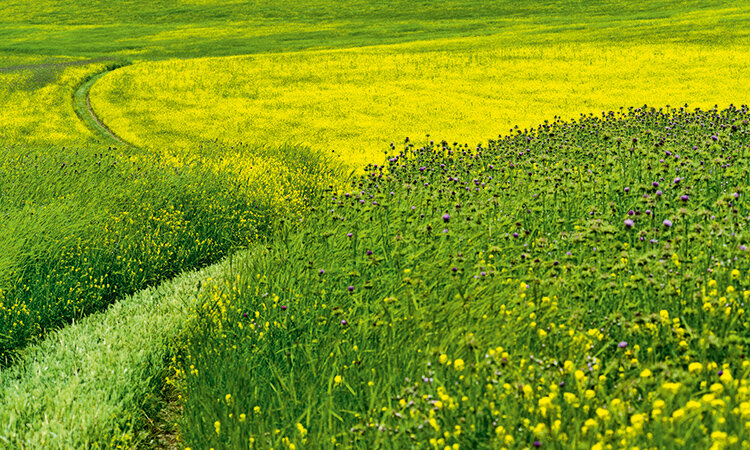 цветок анютины глазки поля. поле глазок. поляна лесных фиалок. анютины глазки. анютины глазки поле.