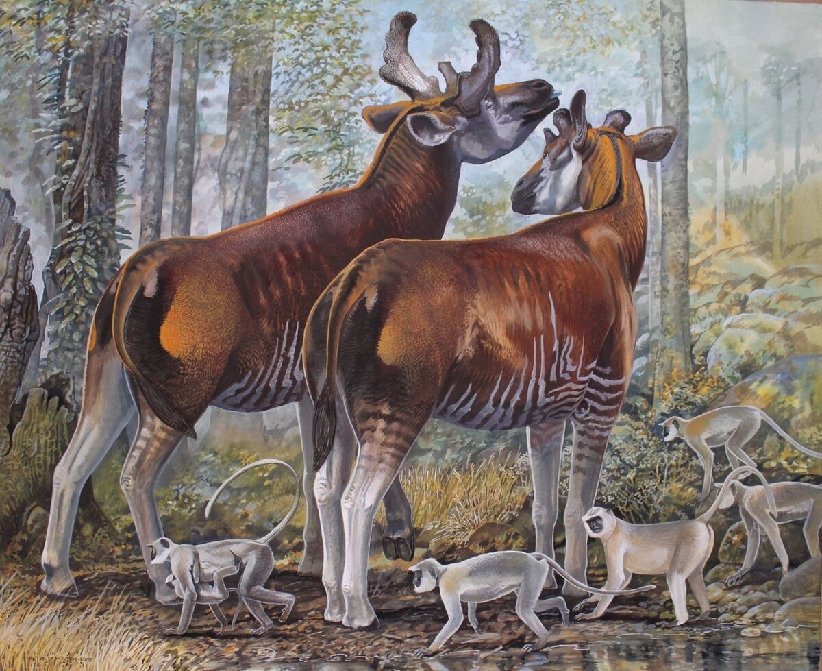 История фауна. Мегафауна кайнозоя. Sivatherium giganteum. Сиватерии вымершие. Палеоарт мегафауна.