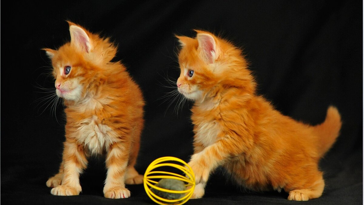 Фото из интернета