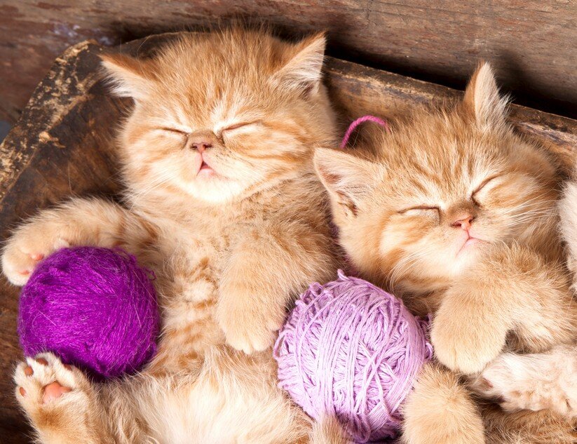 Бесплатная картинка из открытых источников и помещена для оформления статьи.