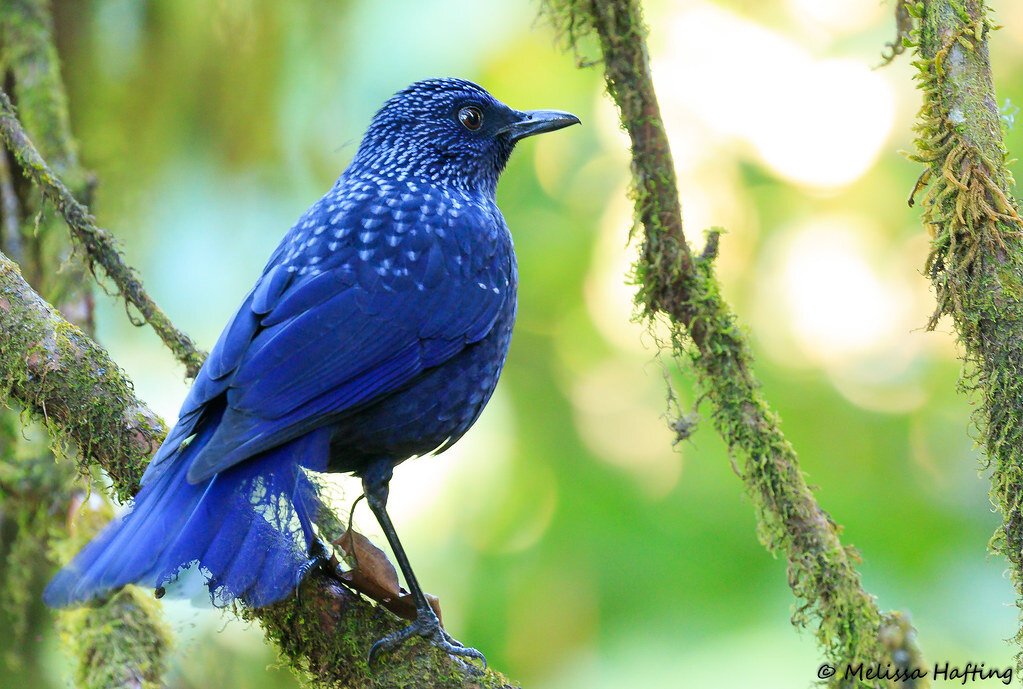 Источник  https://www.flickr.com/photos/somchai2008/